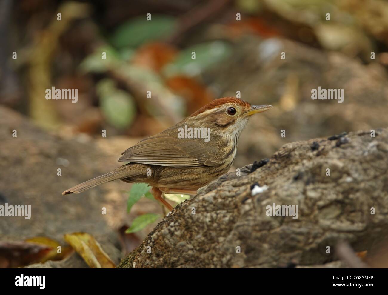 Babbler (Pellorneum ruficeps) adulto arroccato sulla roccia Kaeng Krachan, Thailandia Febbraio Foto Stock