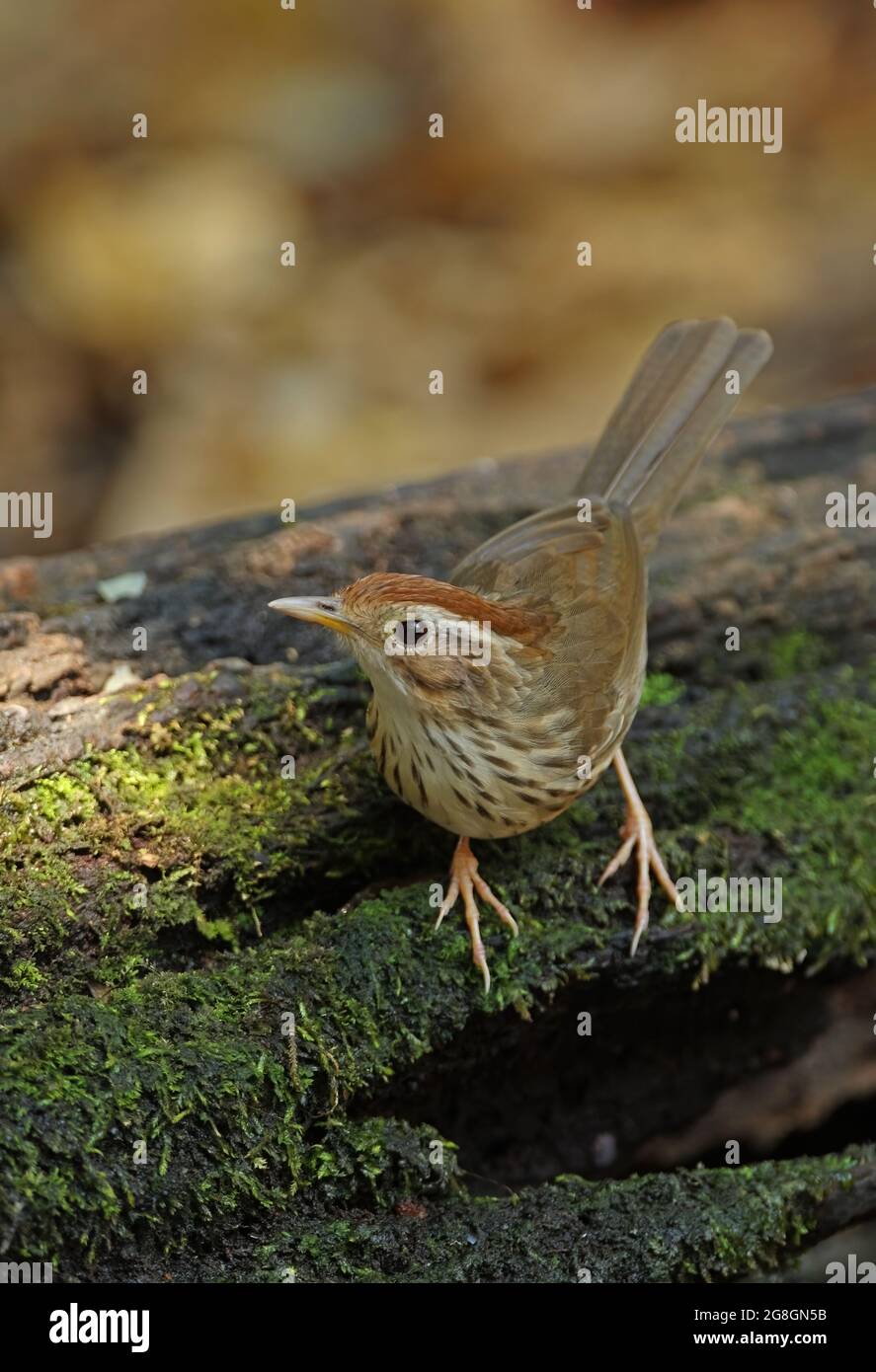 Babbler (Pellorneum ruficeps) adulto appollaiato su muschio log Kaeng Krachan, Thailandia Febbraio Foto Stock