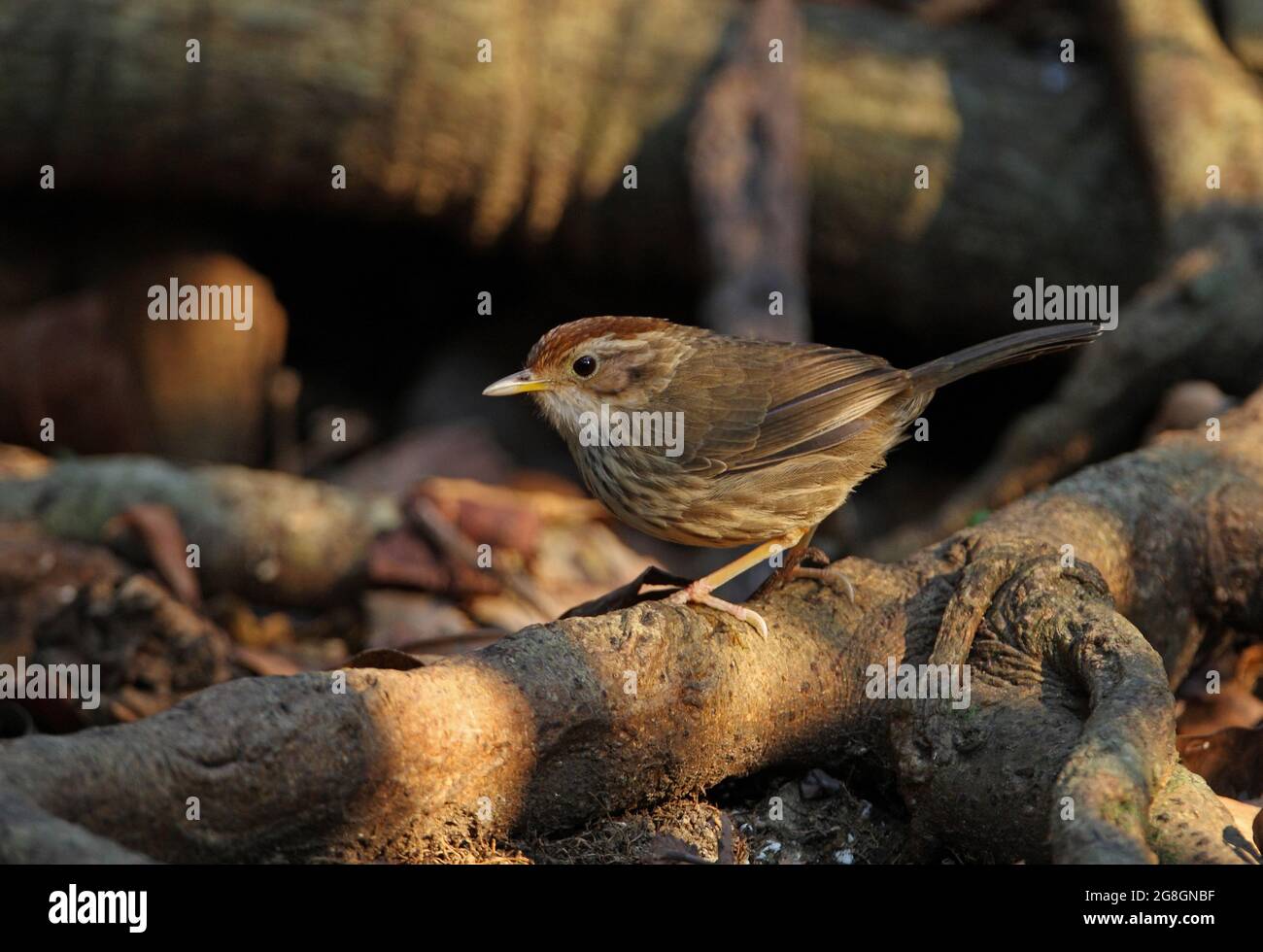 Babbler (Pellorneum ruficeps) adulto arroccato sulla radice dell'albero Kaeng Krachan, Thailandia Maggio Foto Stock