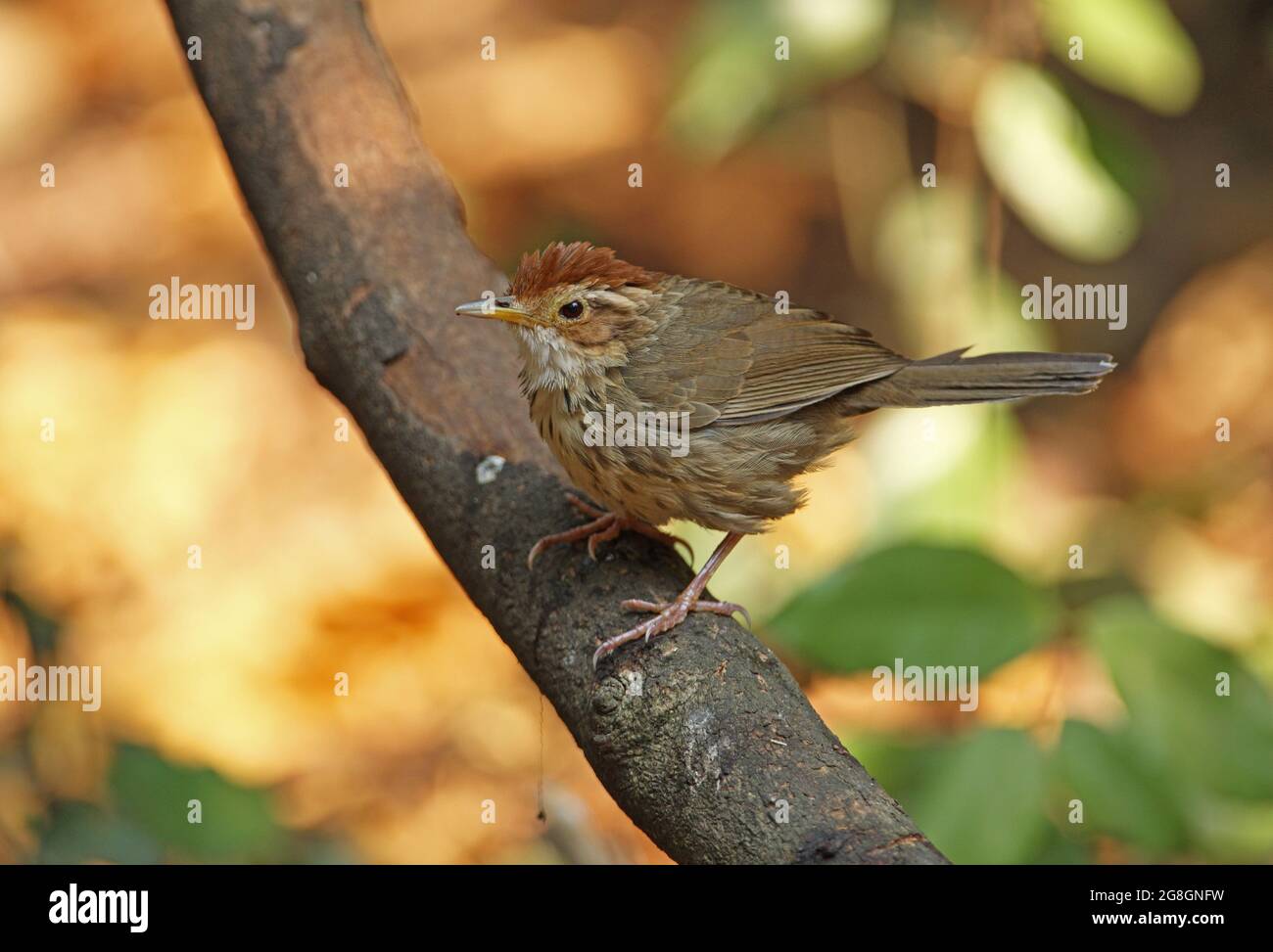 Babbler (Pellorneum ruficeps) adulto arroccato sul ramo vicino Kaeng Krachan, Thailandia Febbraio Foto Stock