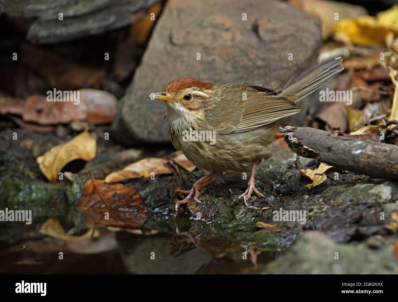 Babbler (Pellorneum ruficeps) adulto in piedi presso la piscina forestale vicino Kaeng Krachan, Thailandia Febbraio Foto Stock