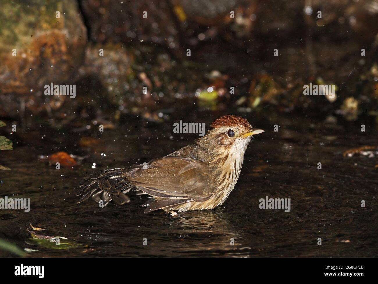 Puff-thorated Babbler (ruficeps di Pellorneum) bagno adulto nella piscina della foresta vicino Kaeng Krachan, Thailandia Novembre Foto Stock