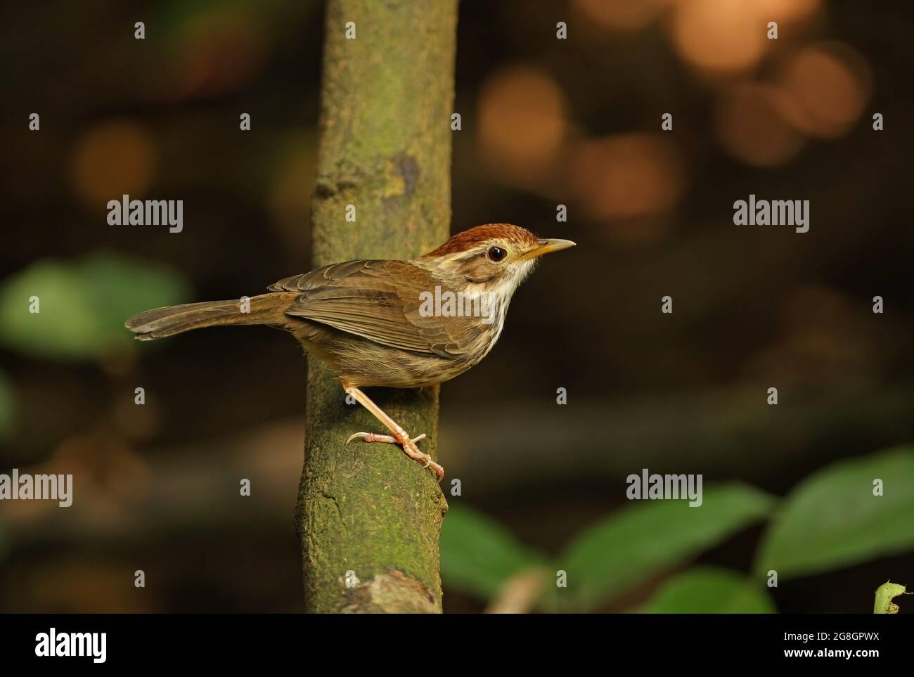 Babbler (Pellorneum ruficeps) adulto arroccato sul ramo vicino Kaeng Krachan, Thailandia Novembre Foto Stock