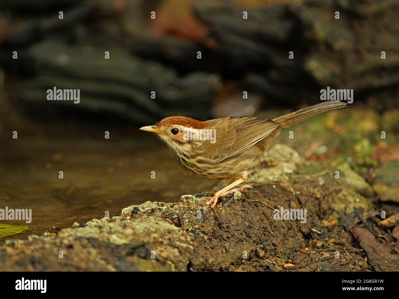Babbler (Pellorneum ruficeps) adulto in piedi presso la piscina forestale vicino Kaeng Krachan, Thailandia Maggio Foto Stock