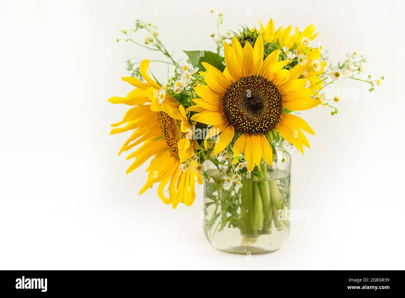 Girasoli che crescono nel campo. Girasole giallo. Girasole su sfondo bianco. Foto Stock
