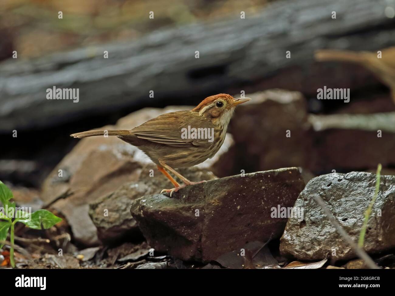 Babbler (Pellorneum ruficeps) adulto arroccato sulla roccia vicino Kaeng Krachan, Thailandia Maggio Foto Stock