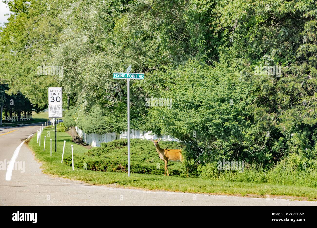 Un cervo in piedi in un cartello stradale a Southampton, NY Foto Stock