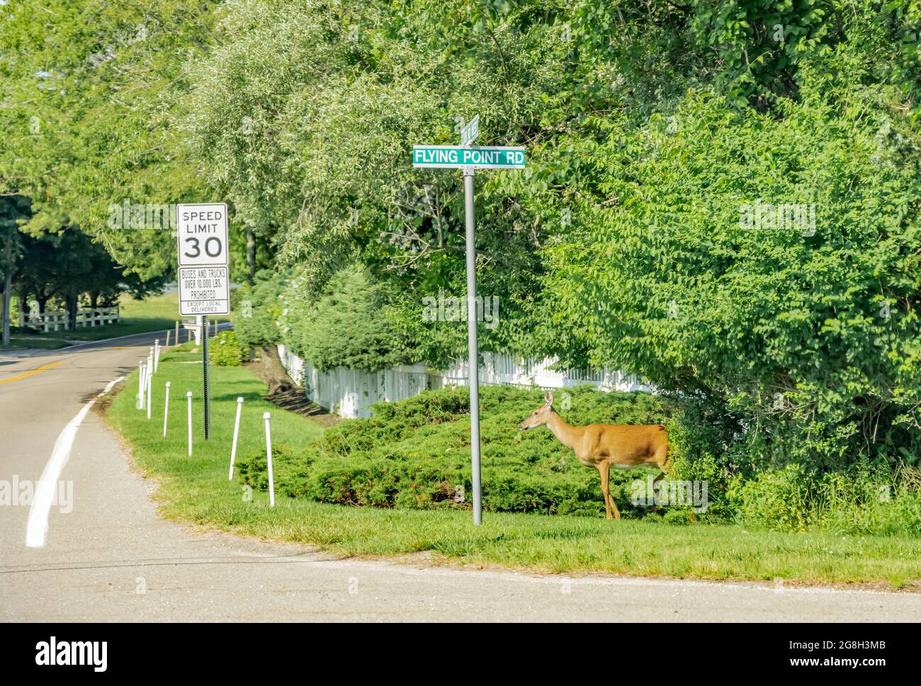 Un cervo in piedi in un cartello stradale a Southampton, NY Foto Stock