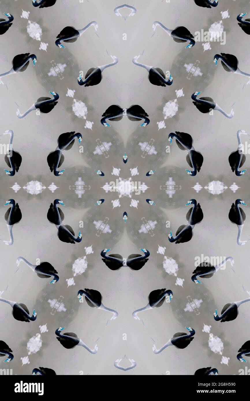 Bianco e nero origami arte astratta caleidoscopio di cigno scintillante. Cigni bianchi e neri, cerchi e caleidoscopio disegni. Foto Stock