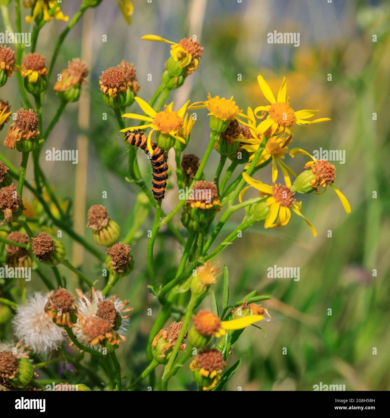 Haltern, NRW, Germania. 20 luglio 2021. Il bruco molto affamato - un bruco di falma cinabro (Tyria jacobaeae), rigonfio di nero e giallo, festiva sul suo cibo preferito, il ragwart (Jacobaea vulgaris). A seguito di una settimana di forti piogge e di ampie inondazioni, l'estate è tornata nella Renania Settentrionale-Vestfalia con temperature negli anni 20, cielo blu e sole caldo, e un sacco di insetti ovunque. Credit: Imageplotter/Alamy Live News Foto Stock