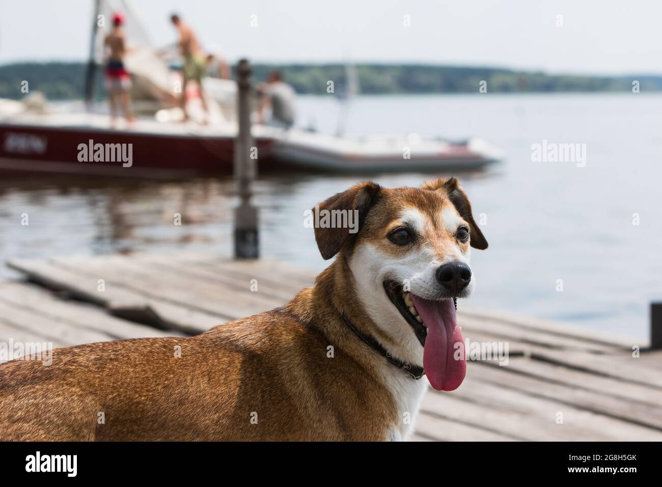 Cane sul molo vicino al lago. Foto Stock