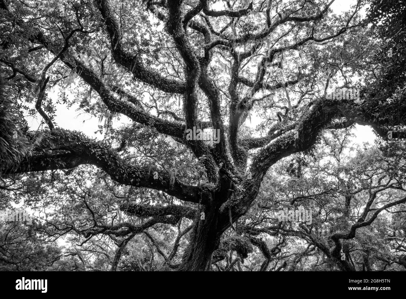 Una foto in bianco e nero ad alto contrasto di un albero di quercia vivo ricoperto di felce resurrection e muschio spagnolo in Florida, USA Foto Stock