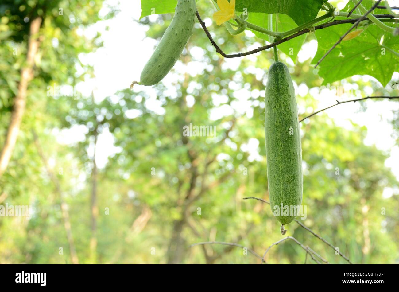 Primo piano del cetriolo verde maturo con una vite che cresce in azienda su sfondo verde Foto Stock