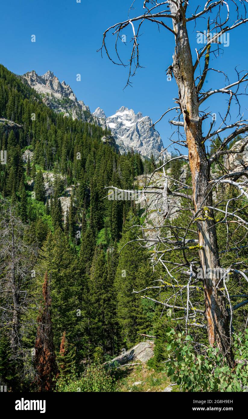 Cascade Canyon Trail nel Grand Tetons Foto Stock