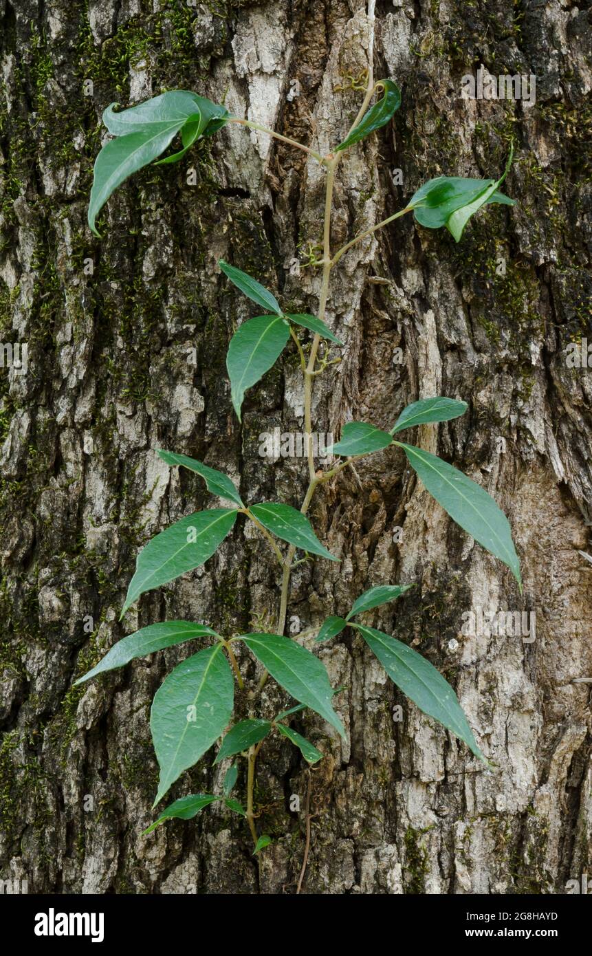 Virginia Creeper, Parthenocissus quinquefolia, vite che cresce Post Oak, Quercus stellata Foto Stock