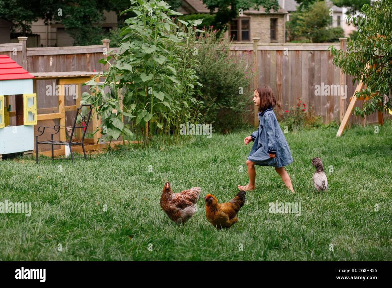 Una piccola ragazza a piedi nudi cammina in giardino con un gregge di polli da cortile Foto Stock