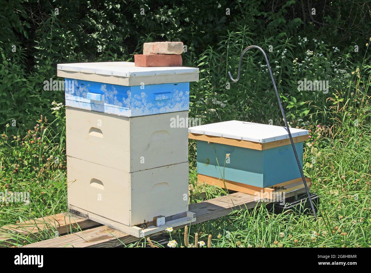 Beehive colorato accanto a uno spazio Green Copy Foto Stock