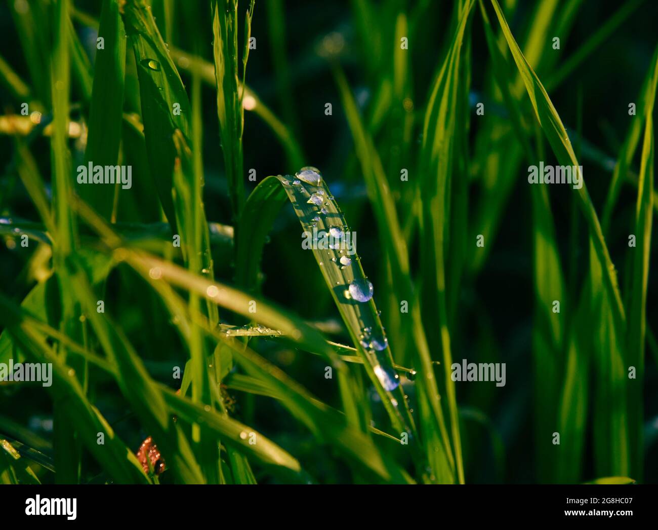 Gocce d'acqua su erba verde macro Foto Stock