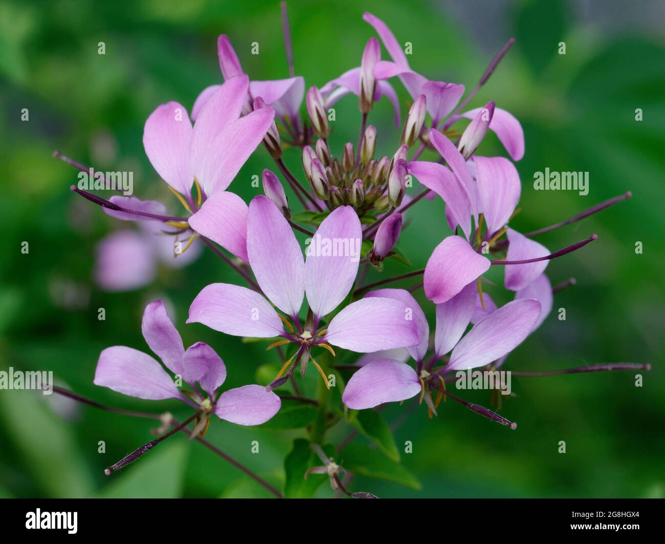pulizia hassleriana, fiore ragno rosa su sfondo verde sfocato Foto Stock