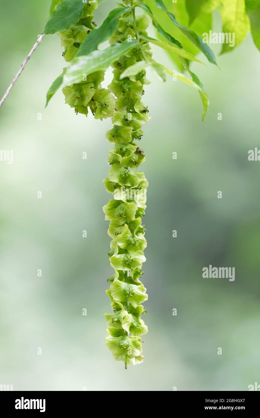 Pterocarya fraxinifolia, frutti di noce caucasica o noce caucasica Foto Stock