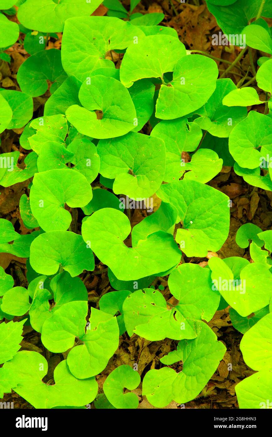 Wild Ginger, McCormick's Creek state Park, Indiana Foto Stock