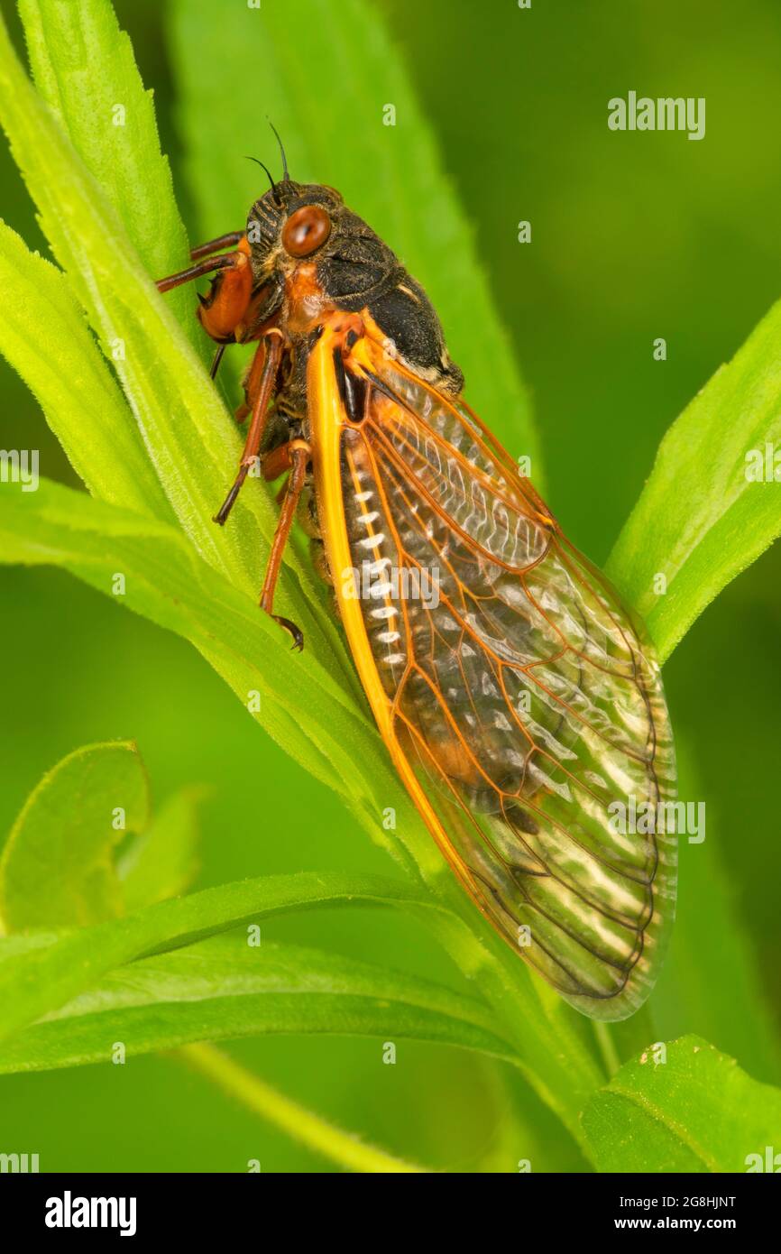 Cicada, Brown County state Park, Indiana Foto Stock