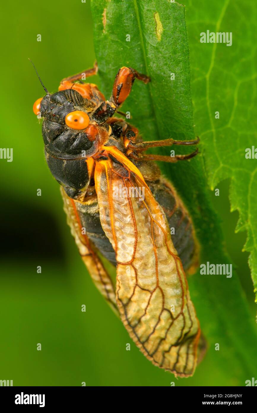 Cicada, Brown County state Park, Indiana Foto Stock