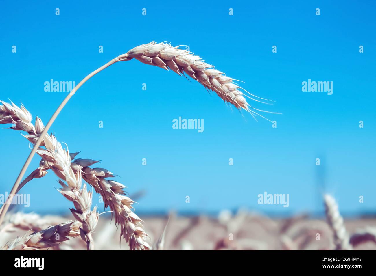 Spighe di grano nella mano del coltivatore. Segale nel campo prima della raccolta. Foto Stock