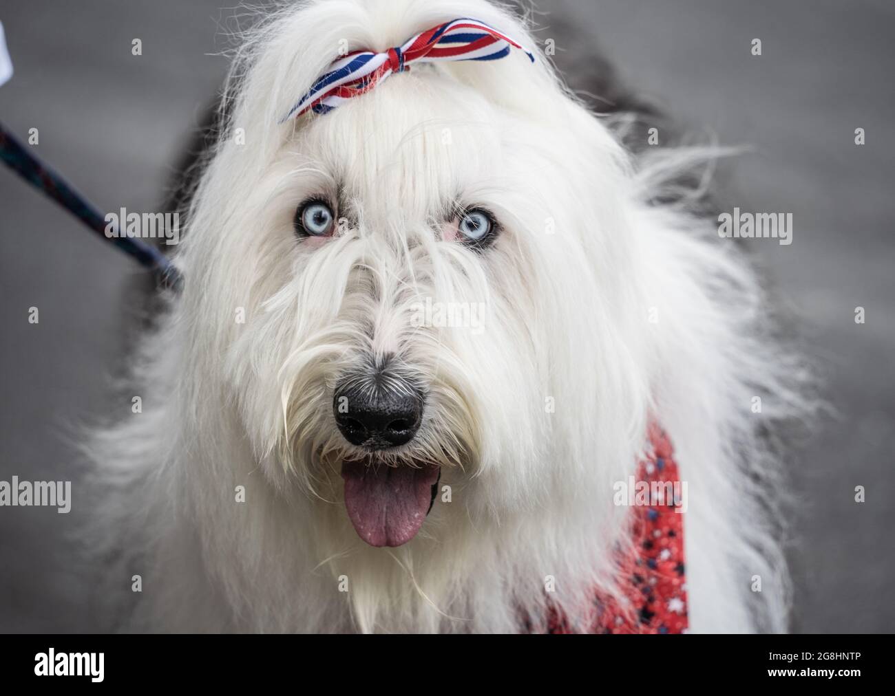 Amico Vecchio cane inglese vestito per il 4 luglio. Foto Stock