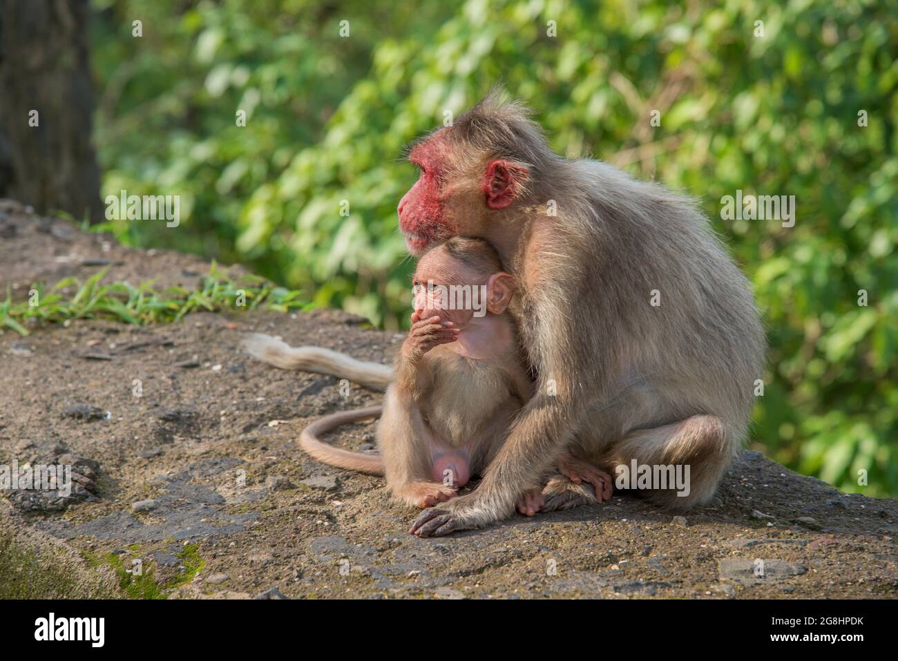 Scimmia madre e bambino seduta sul muro Foto Stock