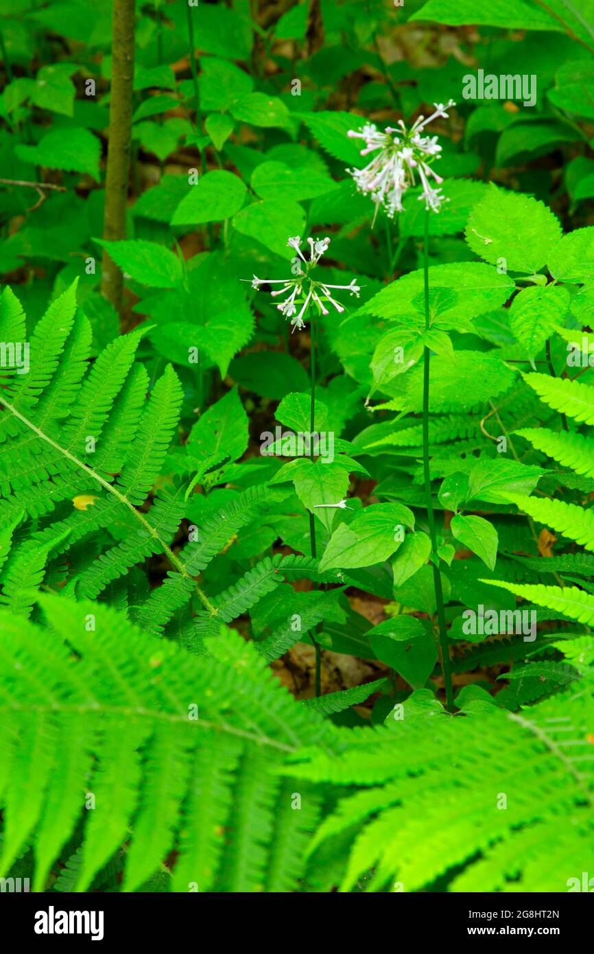 Largeflower valerian (Valeriana pauciflora), Hemlock Cliffs Special Place, Hoosier National Forest, Indiana Foto Stock