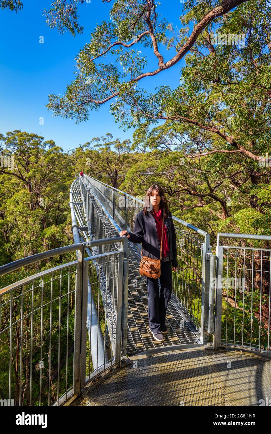 Una singola donna turistica si trova su un ponte di sospensione in metallo come parte della passeggiata a baldacchino in cima all'albero nel Walpole Nornalup National Park, Australia Occidentale. Foto Stock