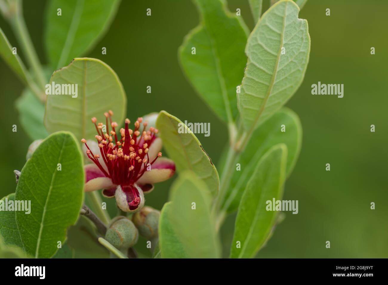 fresco fiore da una guava di mela con foglie e sfondo verde Foto Stock