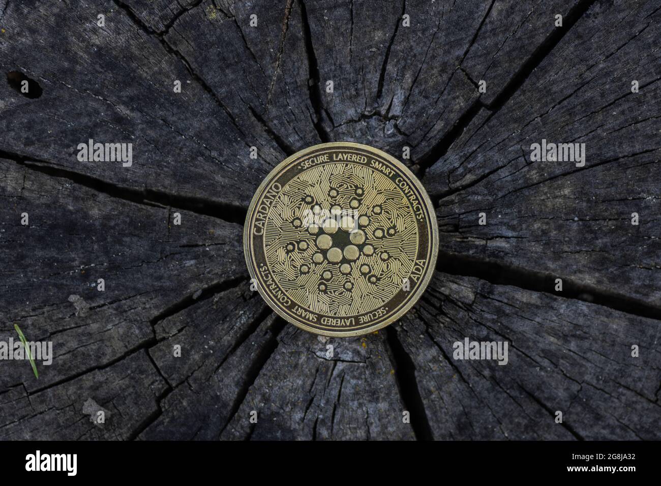 moneta unica ada dorata della valuta cardano adagiata su un tronco di albero scuro spaccato nel mezzo posteriore Foto Stock