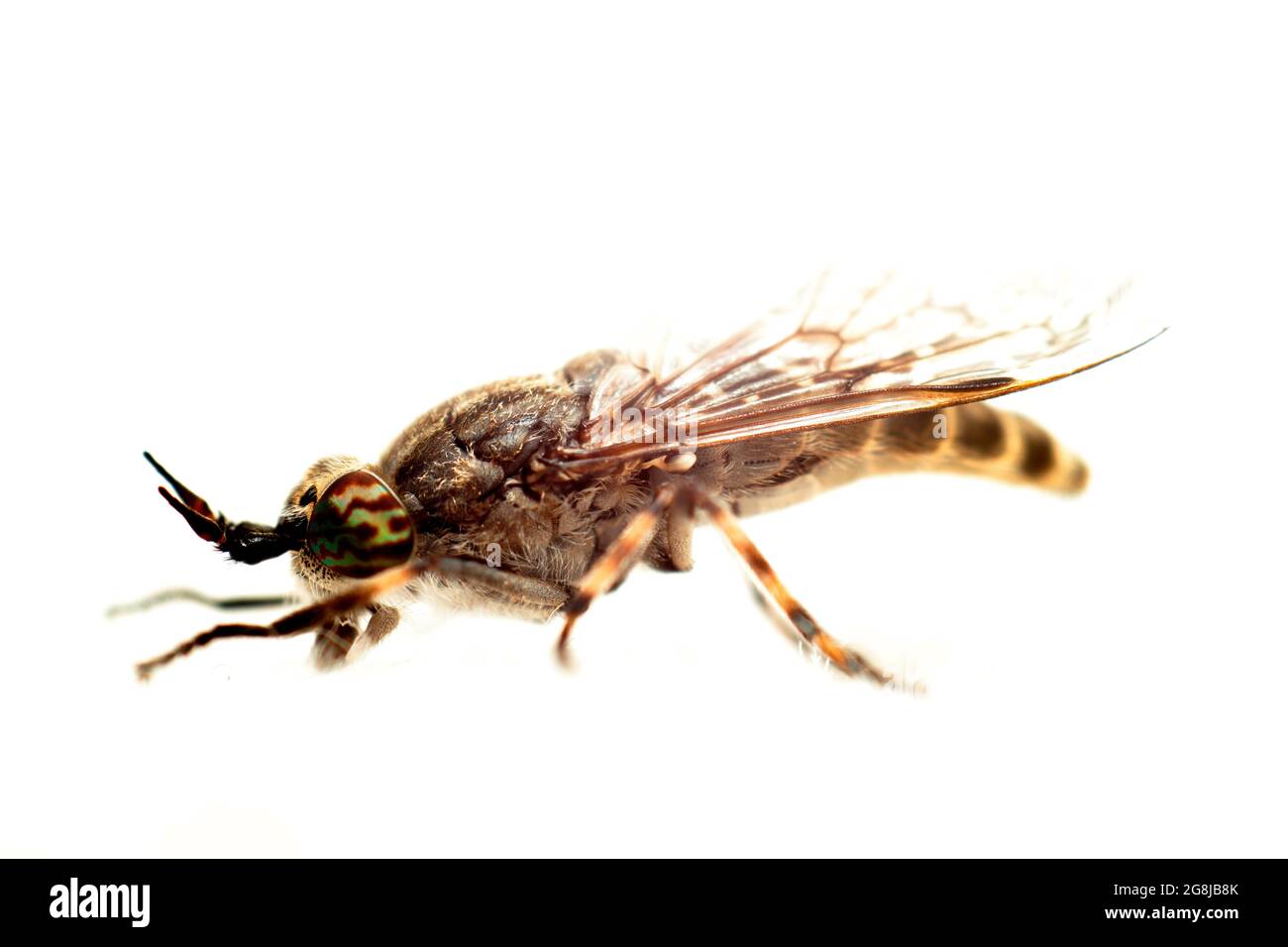 Horse fly occhi composti Foto Stock
