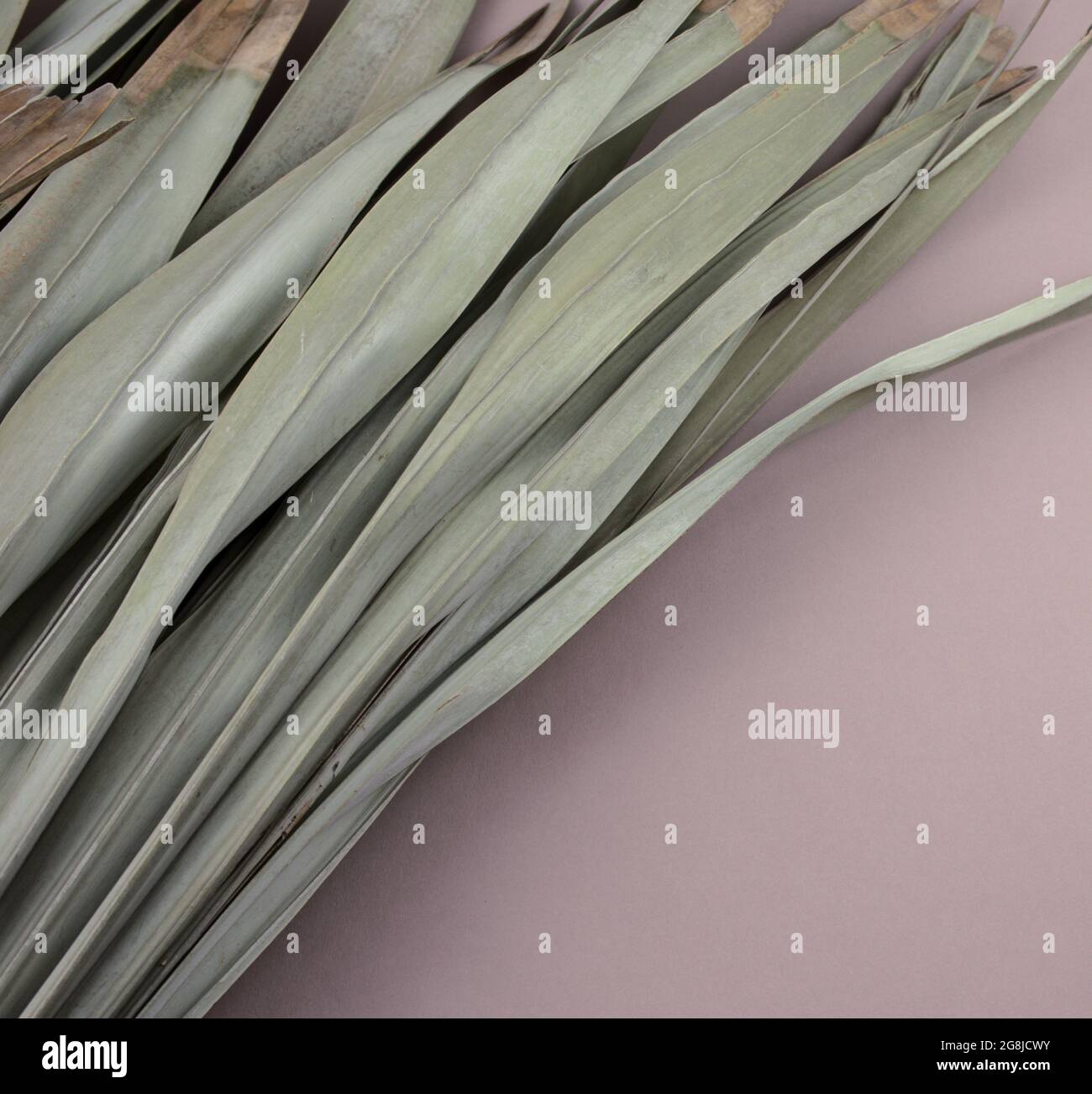 Belle foglie di palma secche naturali arruggiate piatte su sfondo viola grigio. Natura concetto di texture astratta. Foto Stock