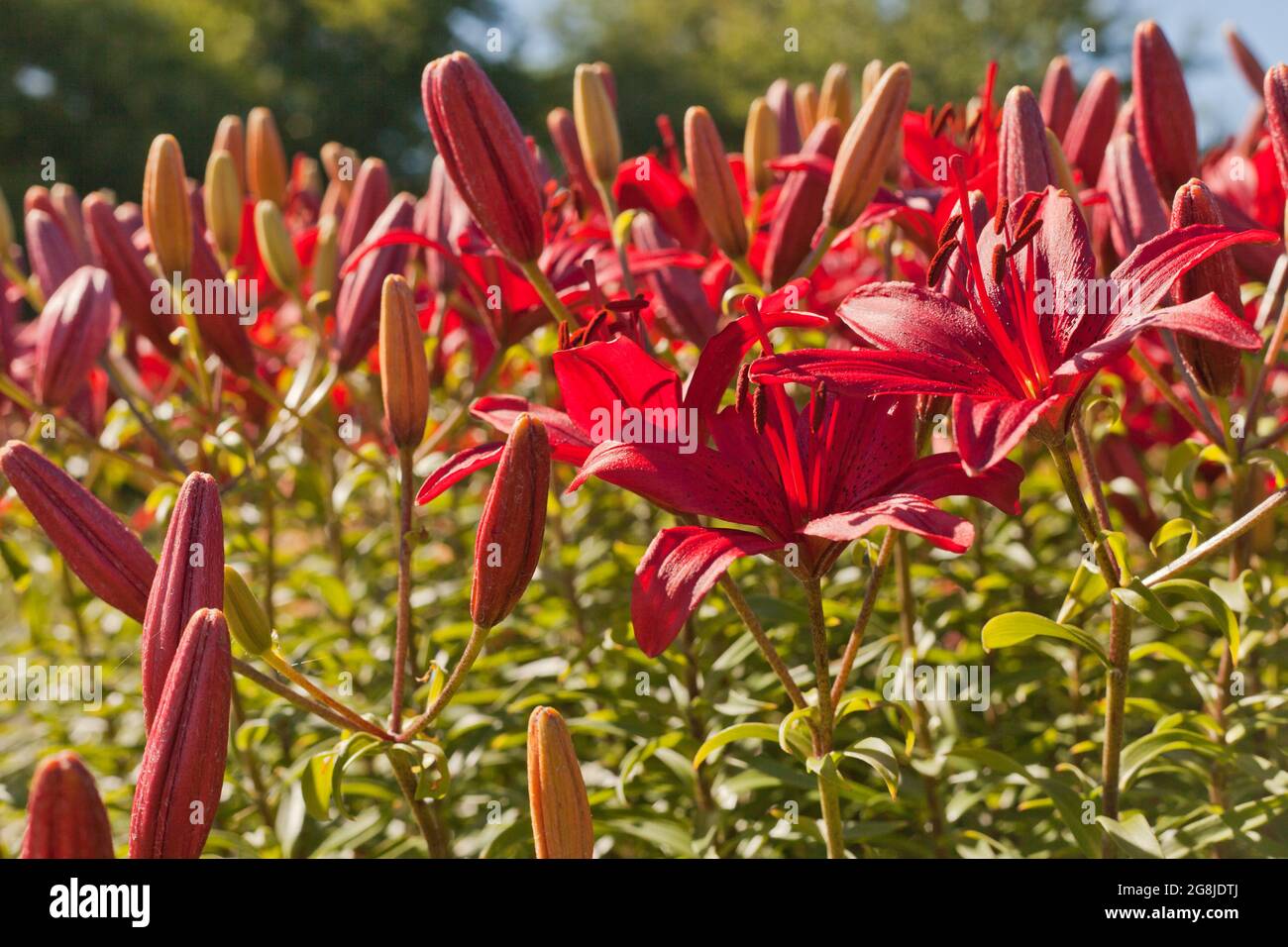Red Hemerocallis o Daylilies pianta. Fiori rossi-porpora o Hemerocallis. Ninfee su sfondo verde foglie. Aiuole con fiori in g Foto Stock