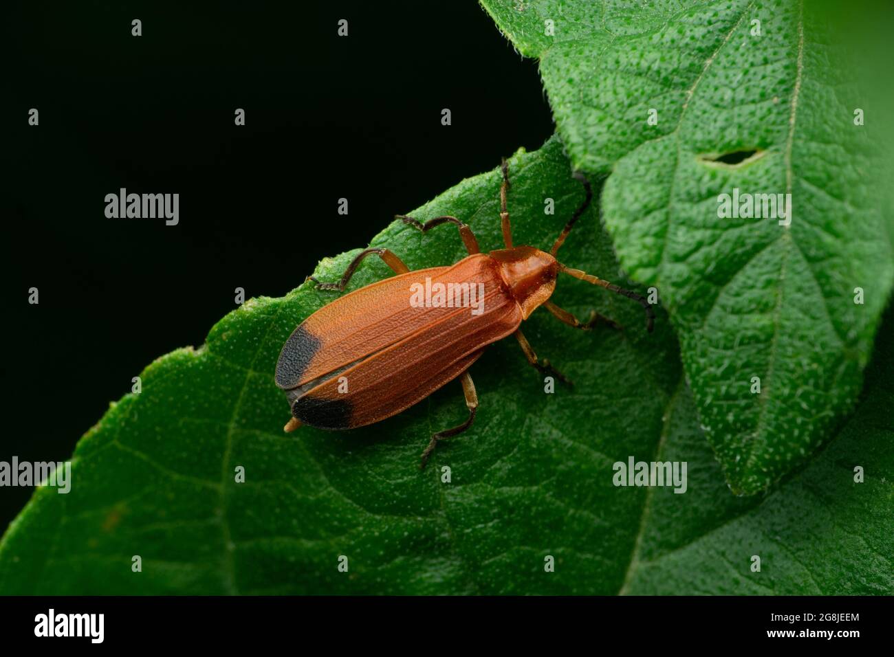Scarabeo alato netto, Lycus trabeatus, Satara, Maharashtra, India Foto Stock