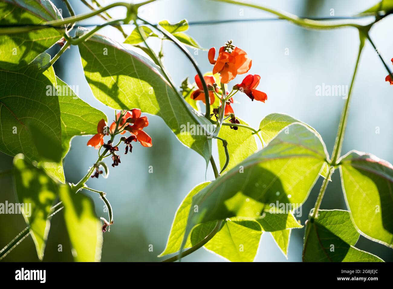 fagioli di fuoco in fiore rosso nel giardino Foto Stock