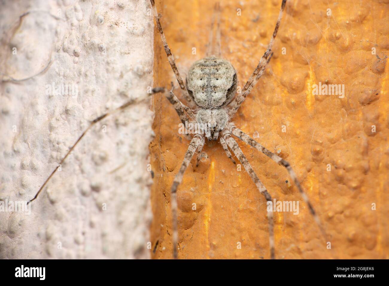 Ragno a due code, Hersilia saavignyi, Satara, Maharashtra, India Foto Stock