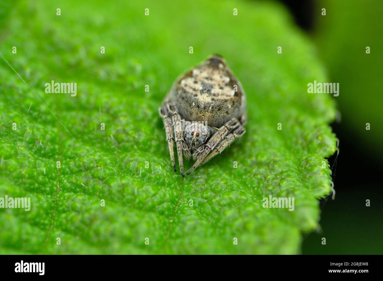 Primo piano delle specie Eriovixia, Satara, Maharashtra, India Foto Stock
