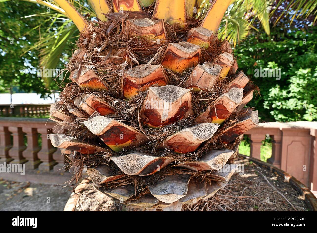 Cono come gambo di Canary Island Date Palm 'Phoenix canariensis' albero Foto Stock