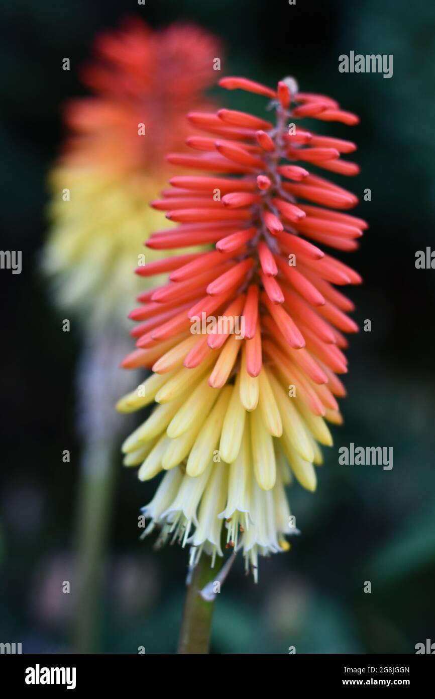 Un primo piano di Red Hot Pokers o meno comunemente noto come giglio torcia, fiore torcia, fiore fiamma africana o diavoli piante da poker Foto Stock