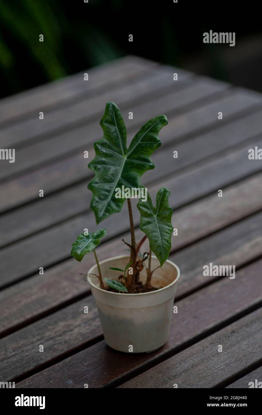 Primo piano di pianta di alocasia in una pentola bianca sulla tavola fatta di legno Foto Stock