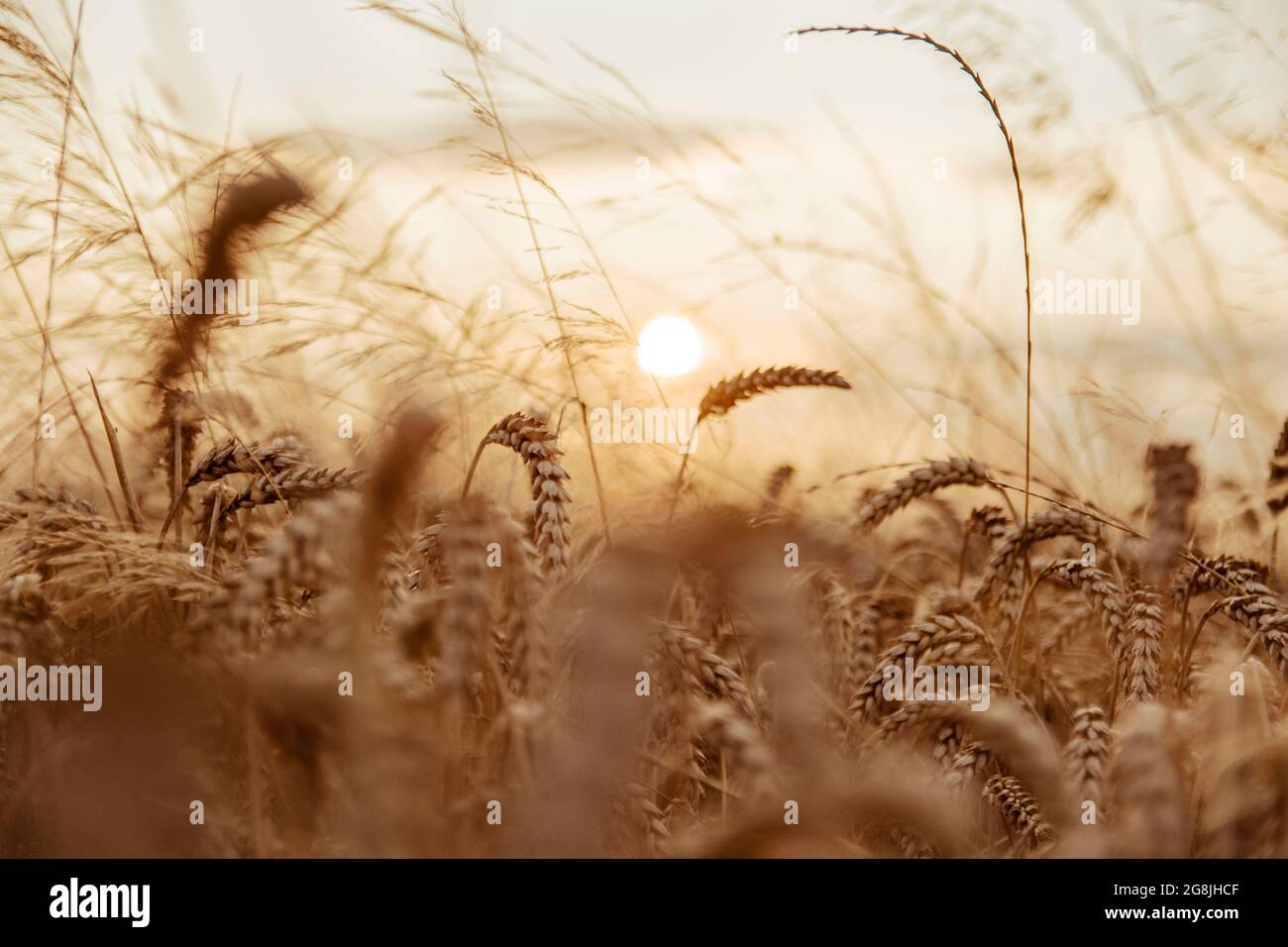Campo di grano dell'ora d'oro in natura slovacca. Il pane è qualcosa che è un dono e questo viene dal grano. Foto Stock
