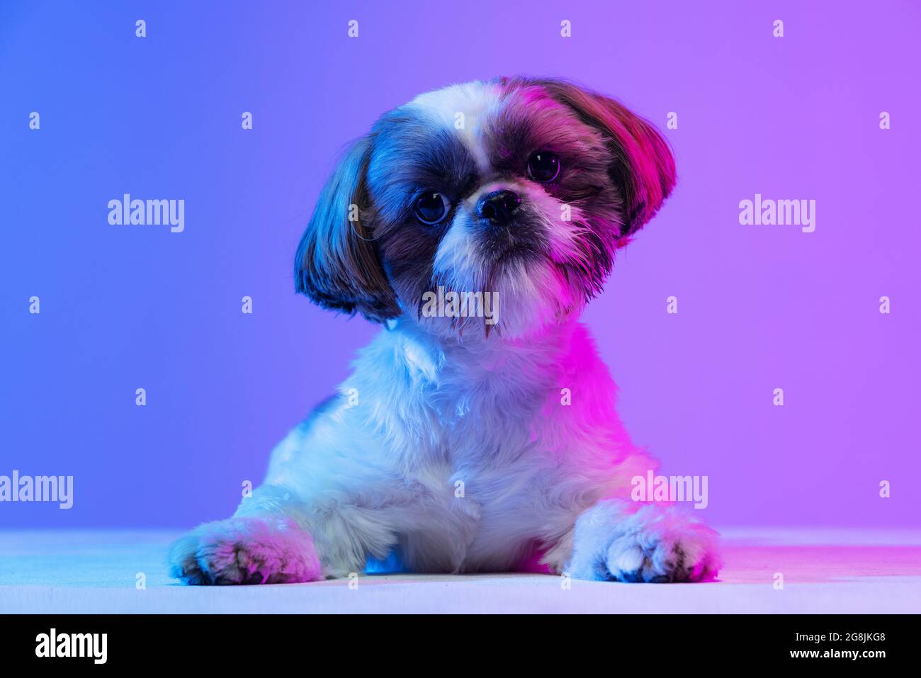 Ritratto del simpatico cane Shih Tzu giacente sul pavimento con la testa inclinata su un lato isolato su sfondo viola al neon. Foto Stock