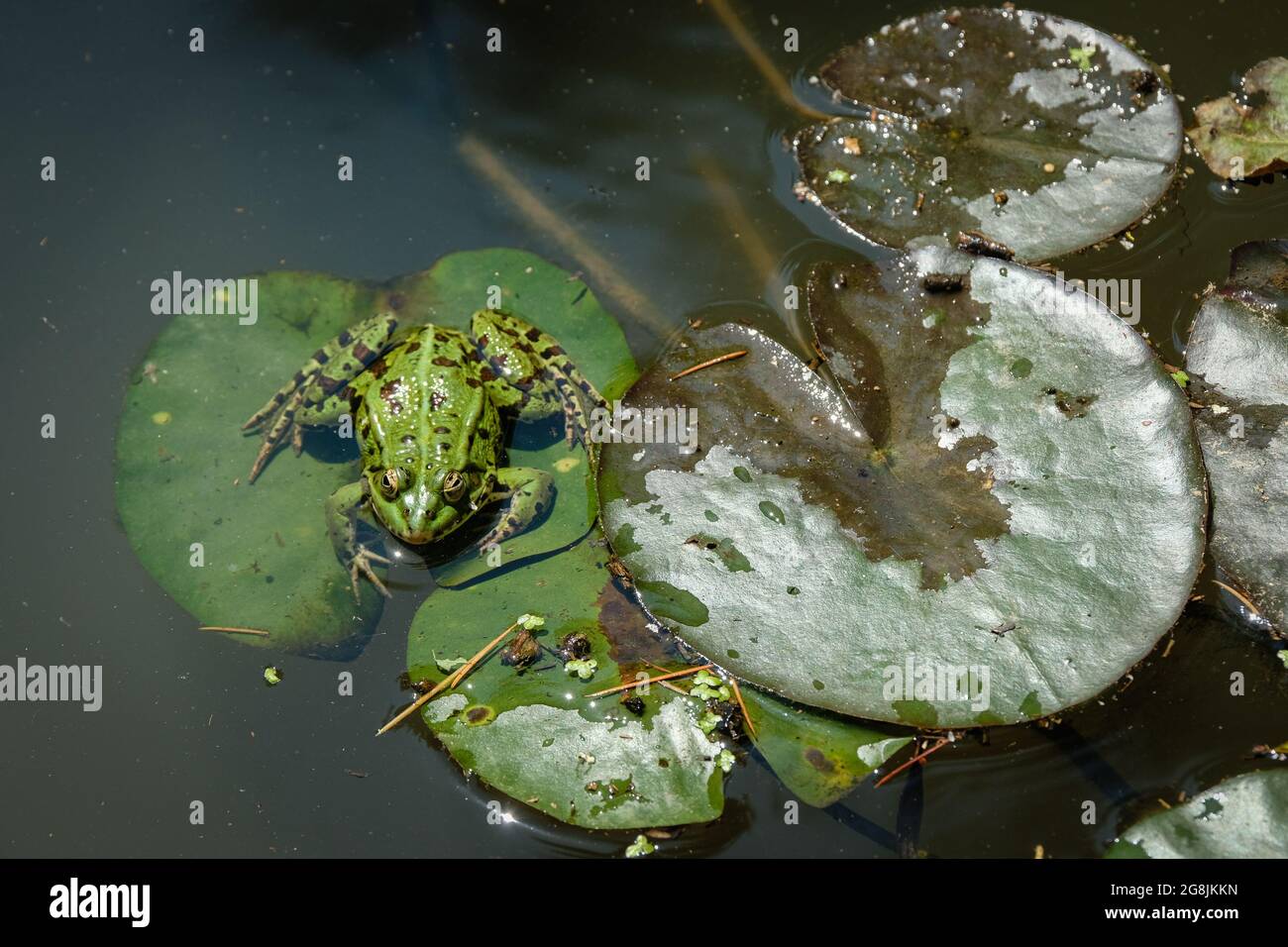 St Martin la Plaine (Francia), 19 luglio 2021. Una rana verde su una foglia di giglio d'acqua. Foto Stock