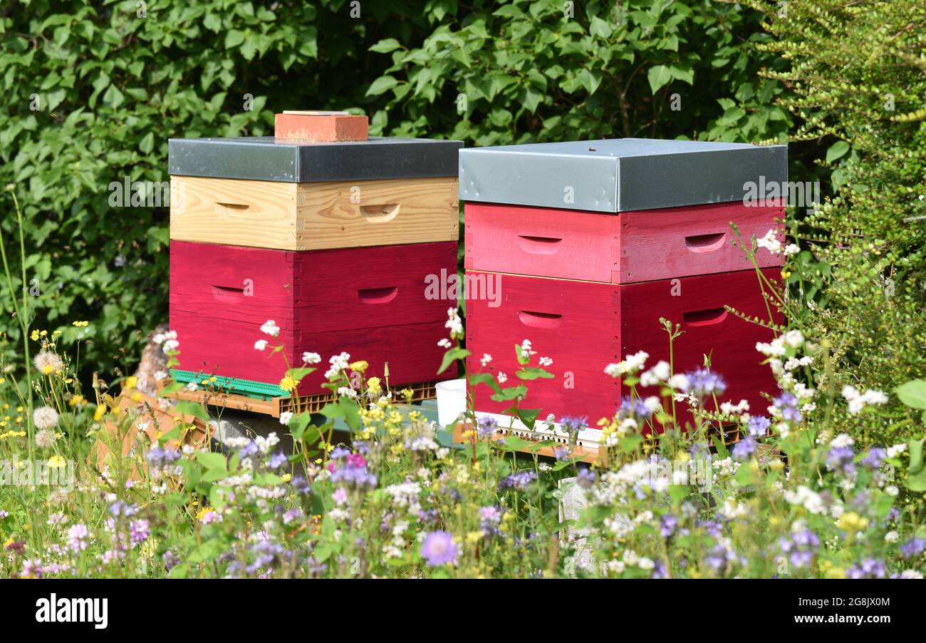 Due colorati alveari e api in legno in un giardino circondato da fiori di campo in una giornata di sole. Foto Stock