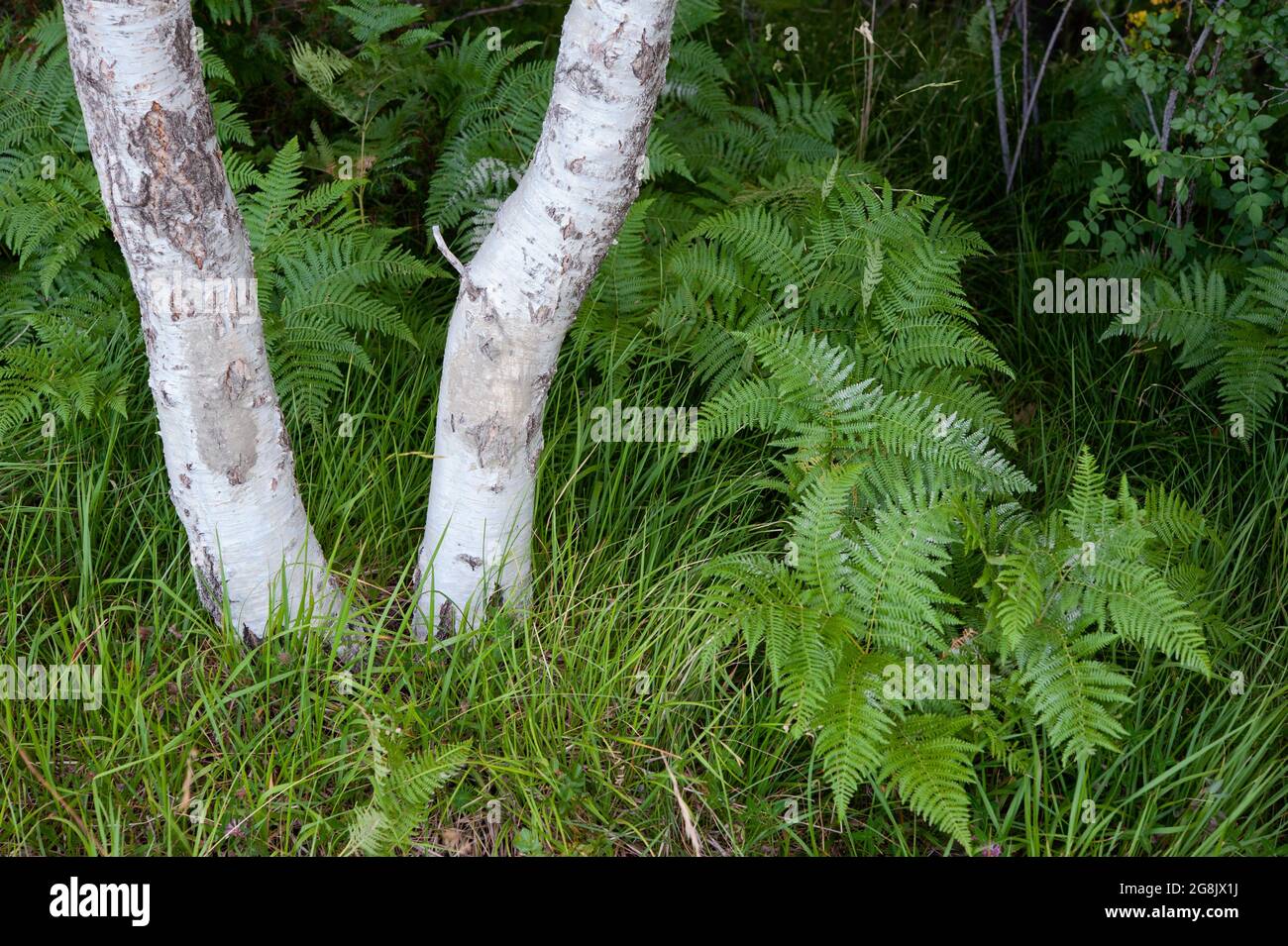 L'albero di Pteridofita e di betulla (dettaglio di tronco di corteccia bianca) creano un bel contrasto con il fogliame. Foto Stock