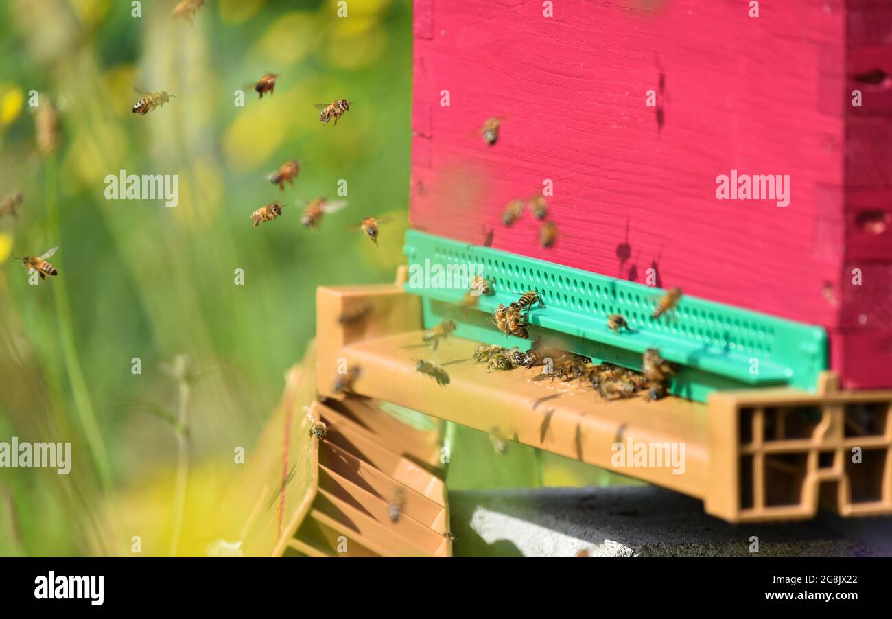 Close up di volare le api. Alveare in legno e le api. Foto Stock